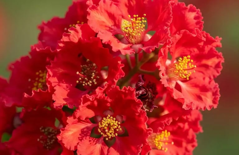 For de Lagerstroemia indica Dynamite vibrante color rojo