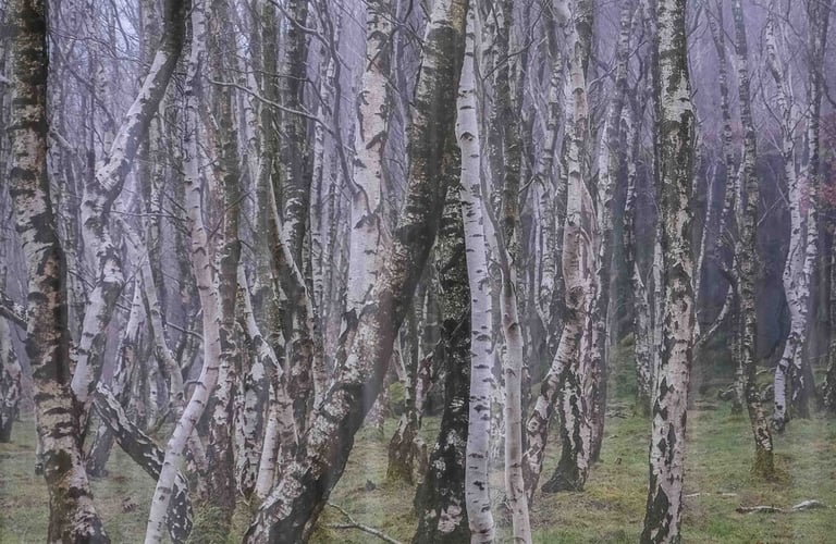 Double exposure of birch trees at Bolehill Quarry in Peak District