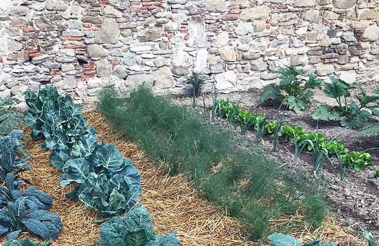 rows of vegetables in front of stone wall
