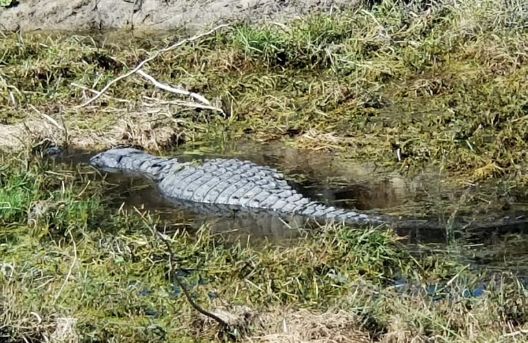 Big Gator Sunning in the weeds