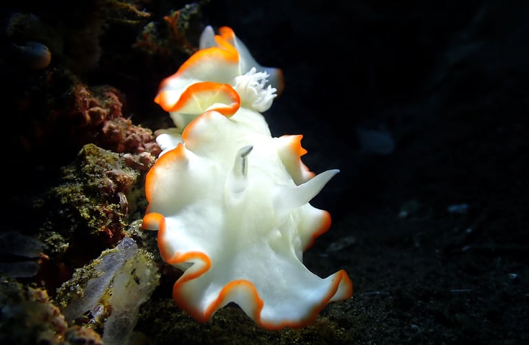 Nudibranquio blanco tour