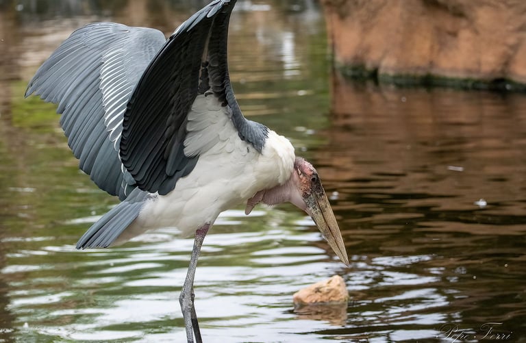 Exp Virtual Jose Ferri II - 1