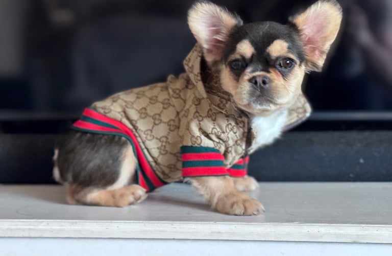 Visual eA Husky French Bulldog puppy with rare black and tan DNA. Features a high-contrast widow's p