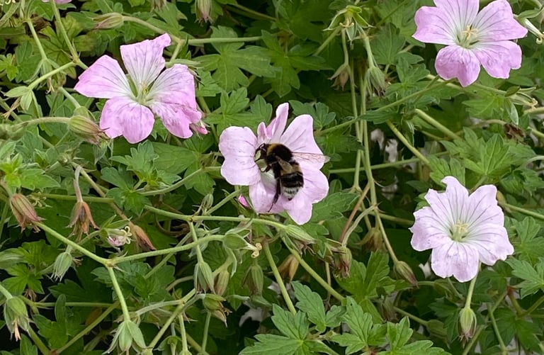 A bee taking nectar from a geranium plants