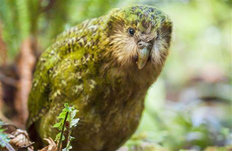 Ave kakapo el loro gigante de Nueva Zelanda 