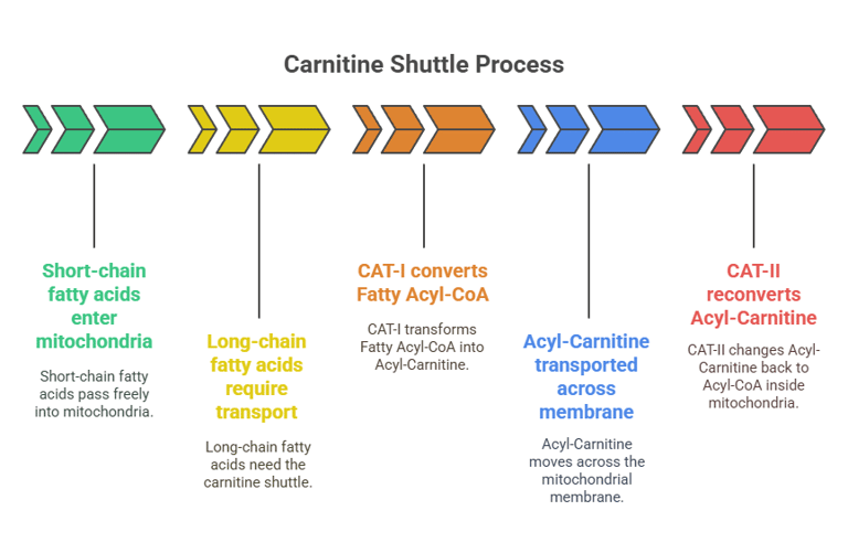Carnitine shutle