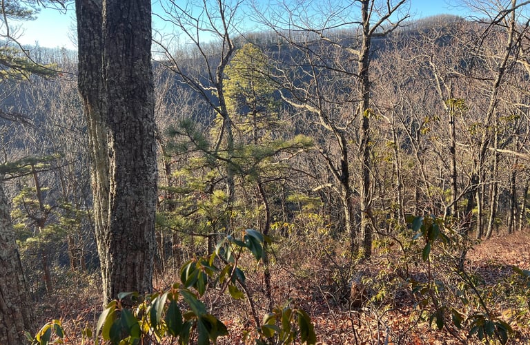 spectacular view from the spec mine trail in the woods