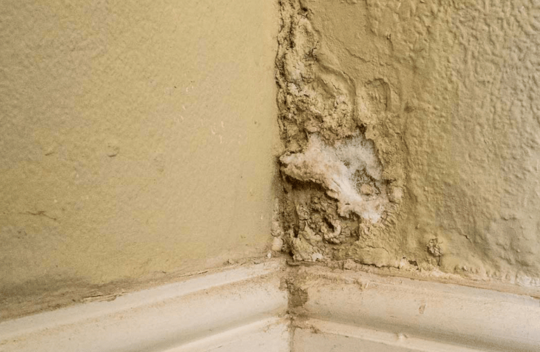 Daño de humedad