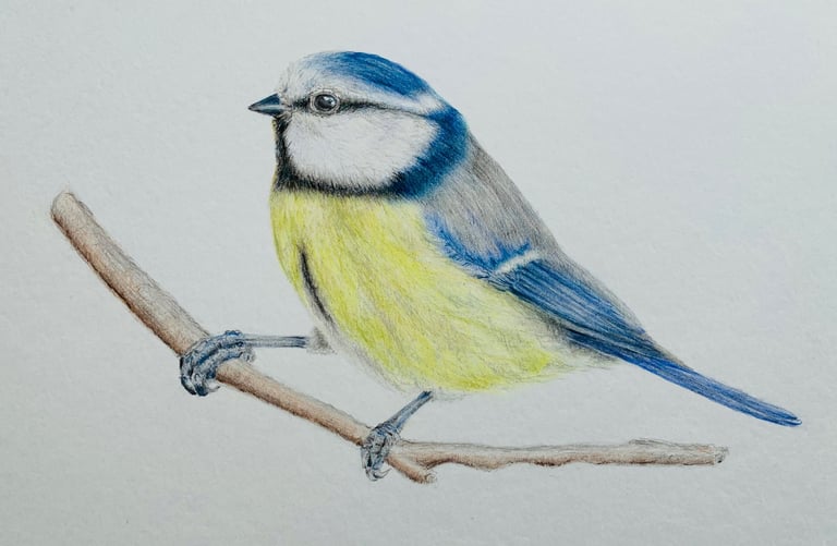 Blue tit