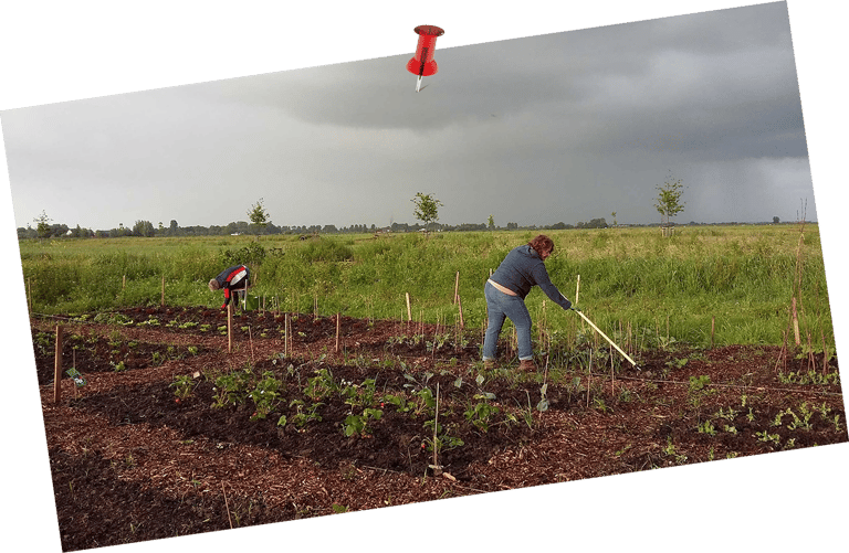 Tuinvrijwilliger harkt de moestuin van © Hortus Populus
