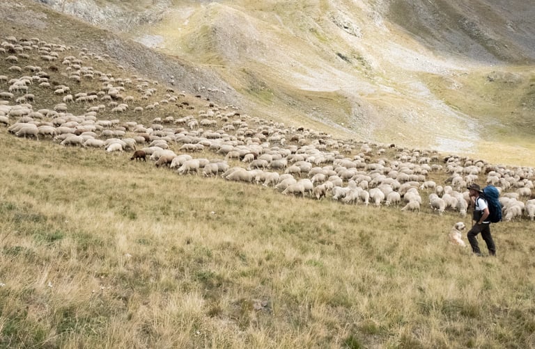 Le berger et ses moutons - Photo d'Art grand format