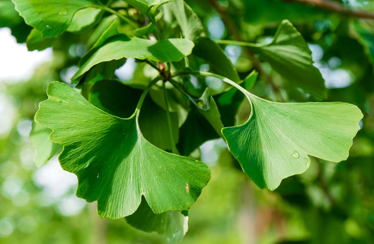 ginkgo biloba leaves