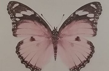 l'accompagnement cocooning de l'éclosion du papillon à rumilly