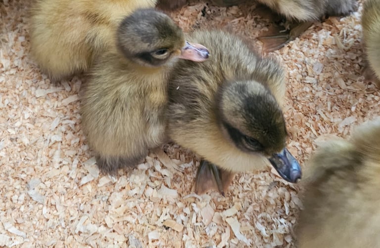 Welsh harlequin duckings a day old.