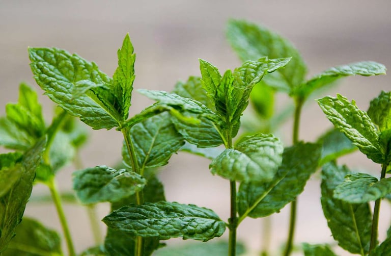 peppermint