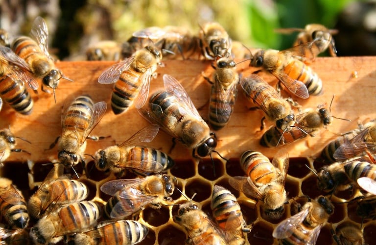 Bees in a hive-collectivist cluster