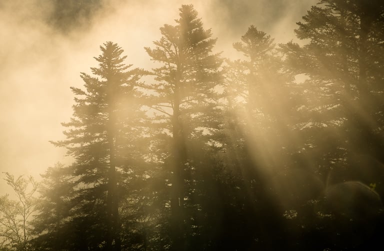 levers de soleil dans la brume sur des sapins dans le vercors
