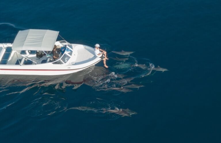 dolphin safari ukulhas maldives
