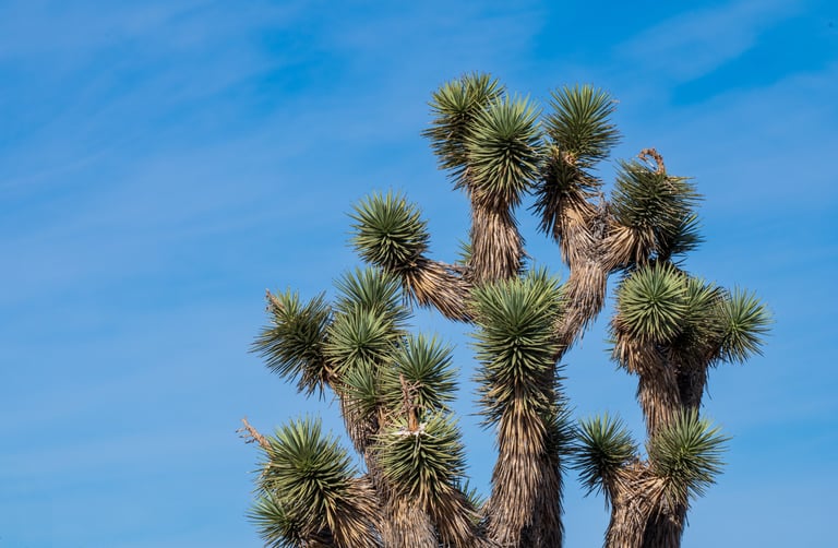a joshua tree and blue skies in the background in death valley california