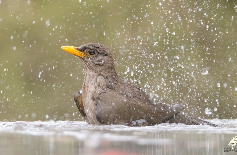 African Thrush refreshing in the water | Birding Adventures Gambia