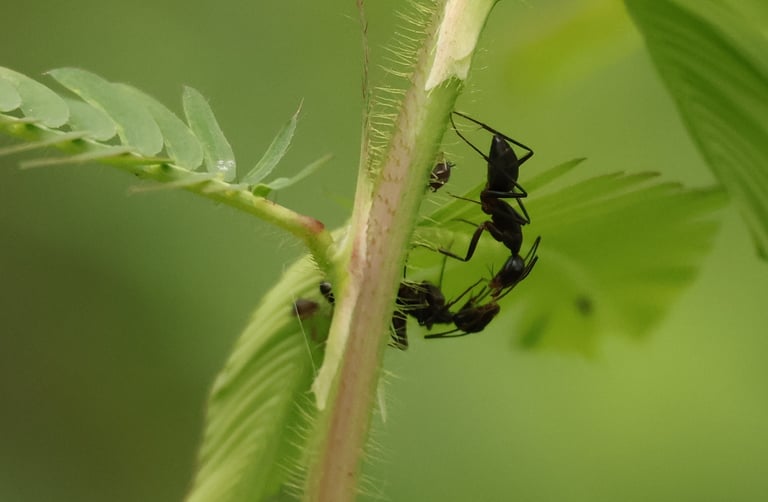 Two black ants are touching antennae on a closed leaflet of a touch-me-not plant.