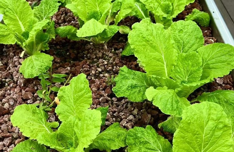 aquaponic media bed