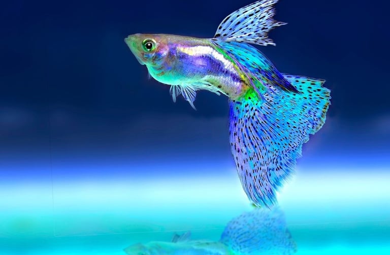 Studio-bred neon guppies and ornamental fish raised for health in high color