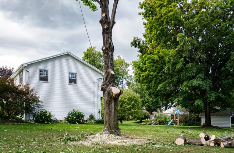 tree-removal-in-residential-yard.png
