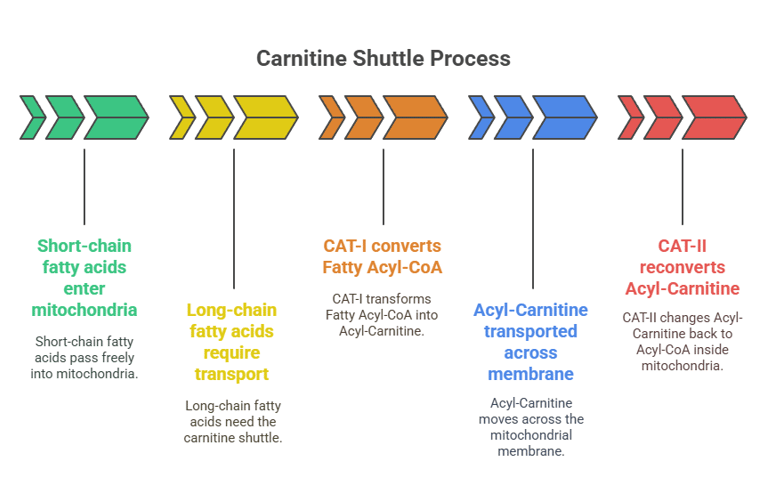 Carnitine shutle