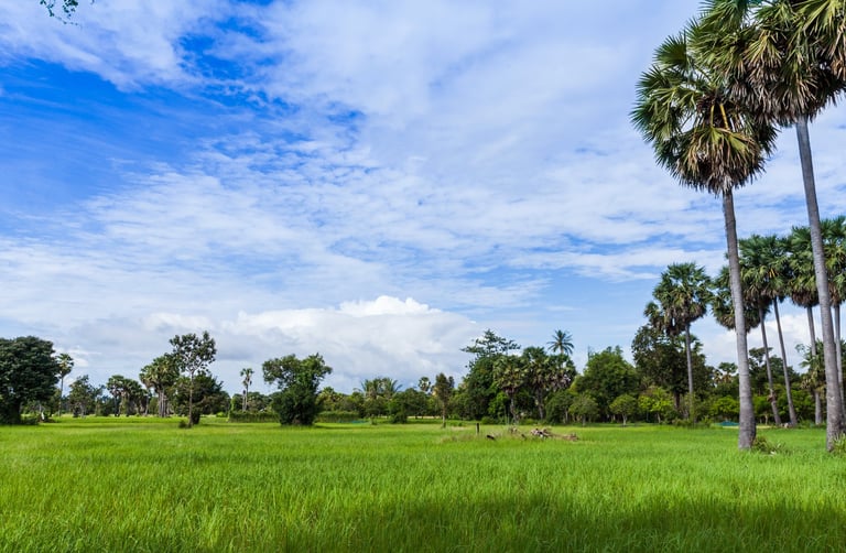 a field with palm trees and a blue sky