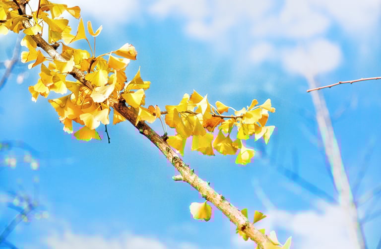 photo of yellow ginkgo leaves on a branch