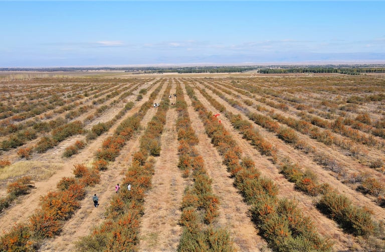 sea buckthorn farm, China