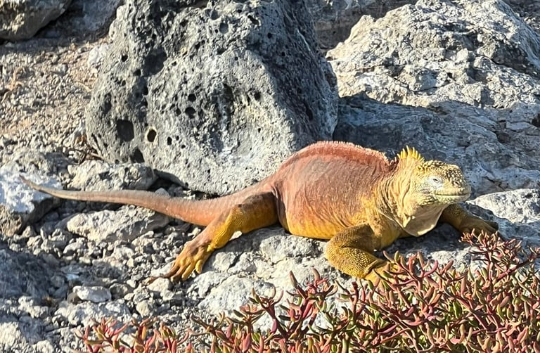 Male Land Iguana on South Plaza Island, Galapagos