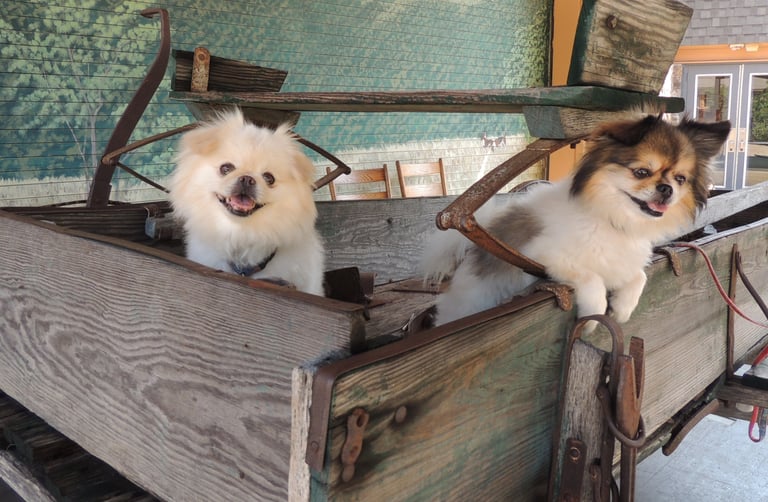 Pet Chauffeur and Transport