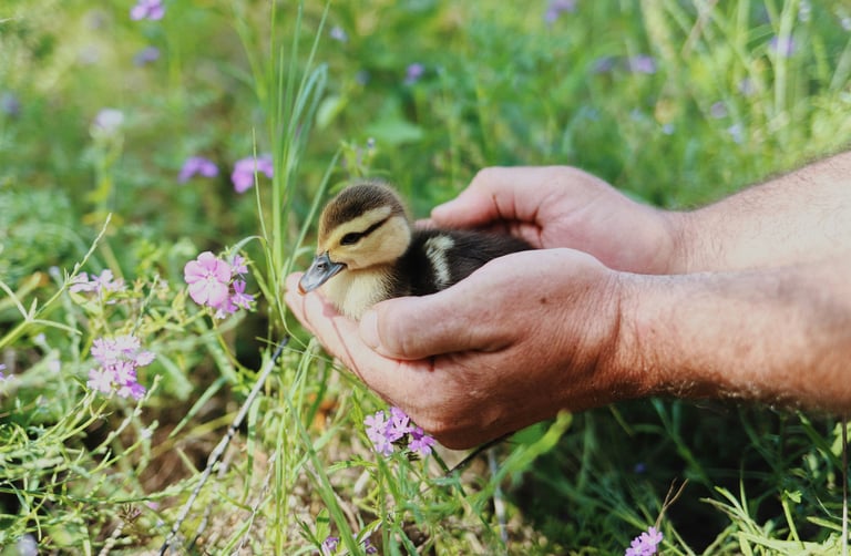 person holding a baby duck, in a field of purple flowers, so cute! 