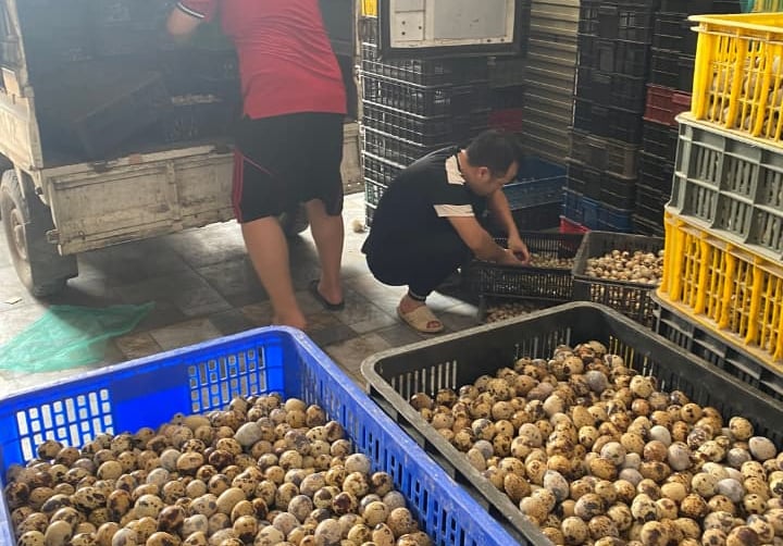 trứng chim cút bóc sẵn Đông Anh, Hà Nội, chim cút thịt, chim câu thịt giá sỉ