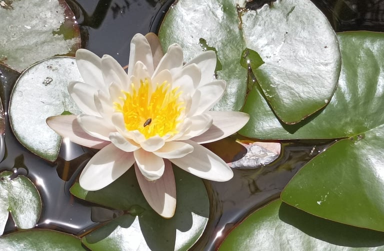 Our very first water lily
