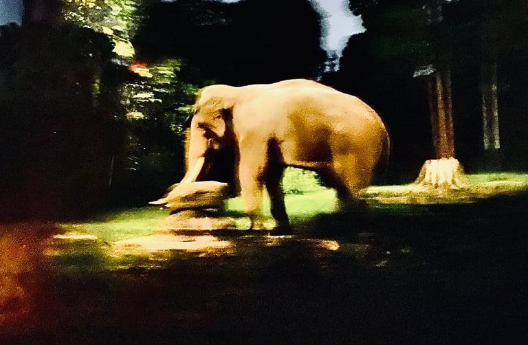 a large elephant walking through a grassy area