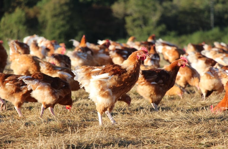 photo volaille label rouge