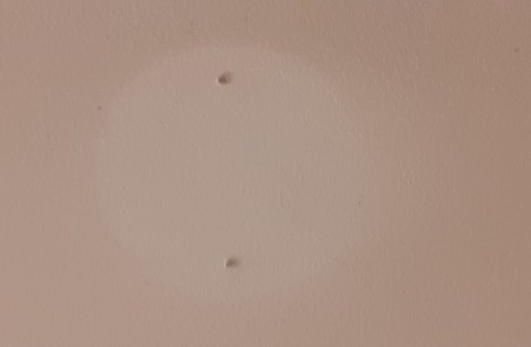 Holes in a room wall before being repaired and filled by Hedgie Wilder, shown prior to repainting.