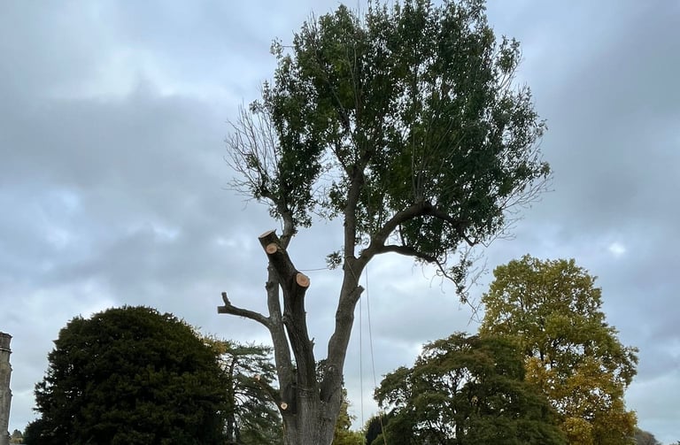 tree pruning service