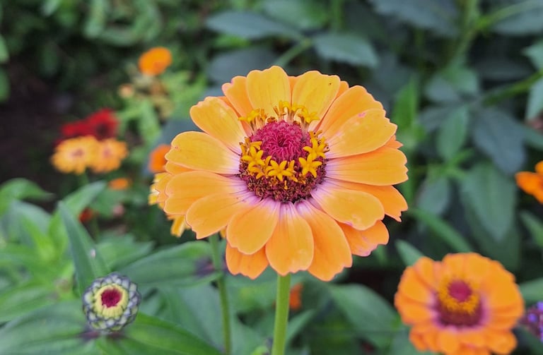 a big colorful flower with orange petals growing in a garden