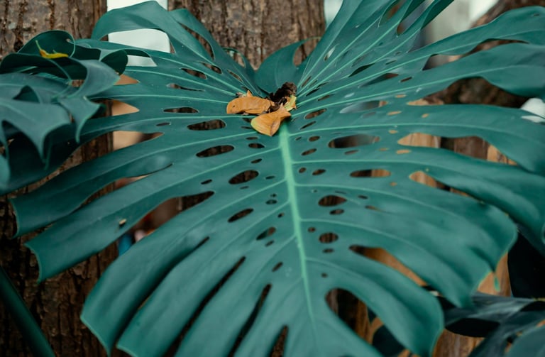 Mature fenestrated Monstera deliciosa leaf climbing a tree trunk in the wild