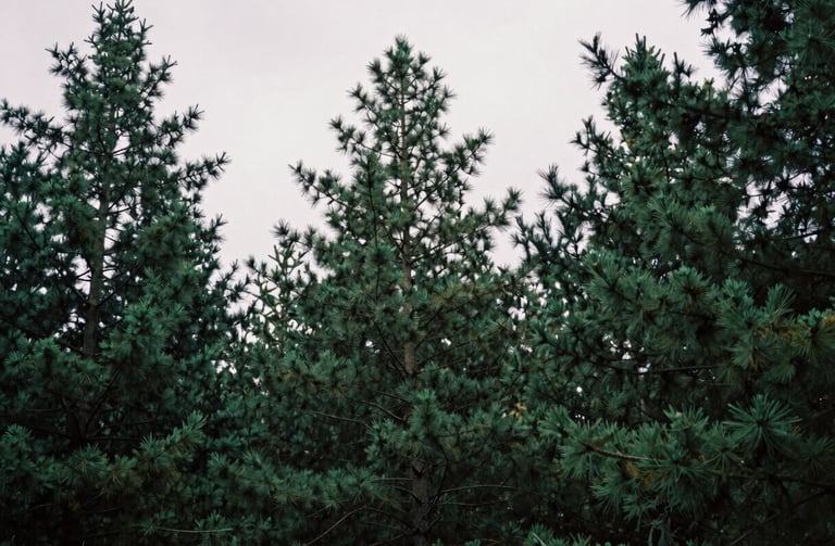 Moody atmospheric overhead shot of deep forest pine trees under a heavy overcast sky, matte finish, 35mm film style