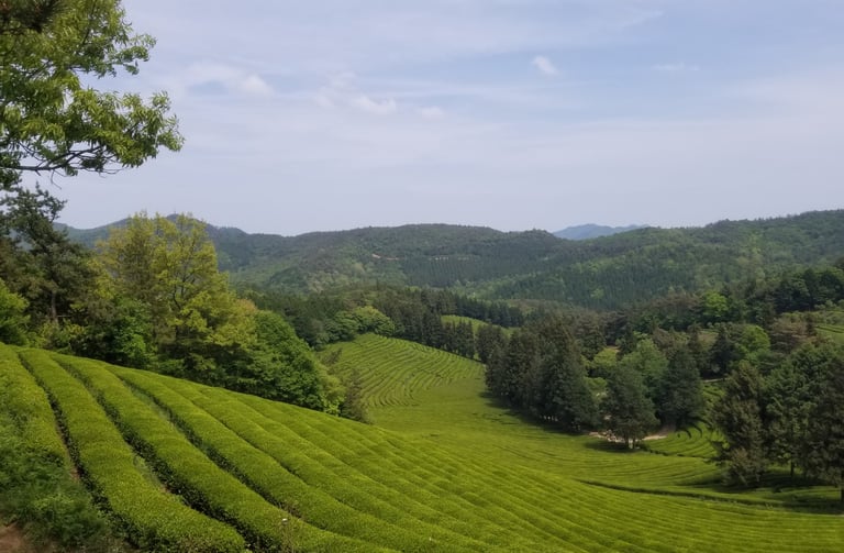 Boseong plantation thé