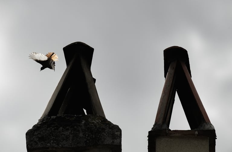rouge queue noir s'envolant d'une cheminée