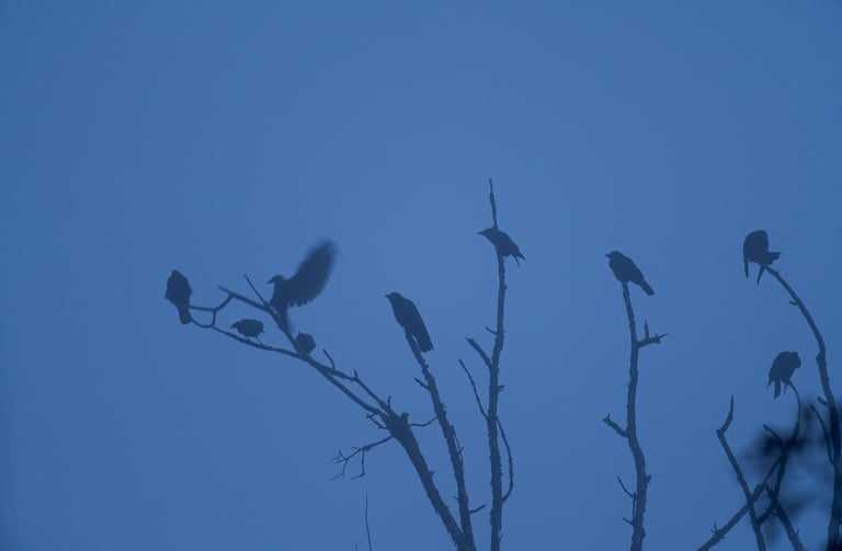 silhouette de corneilles noires à la cime d'un arbre 