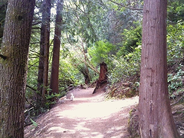Oregon Coast - Hiking trail at Tugman State Park in Lakeside
