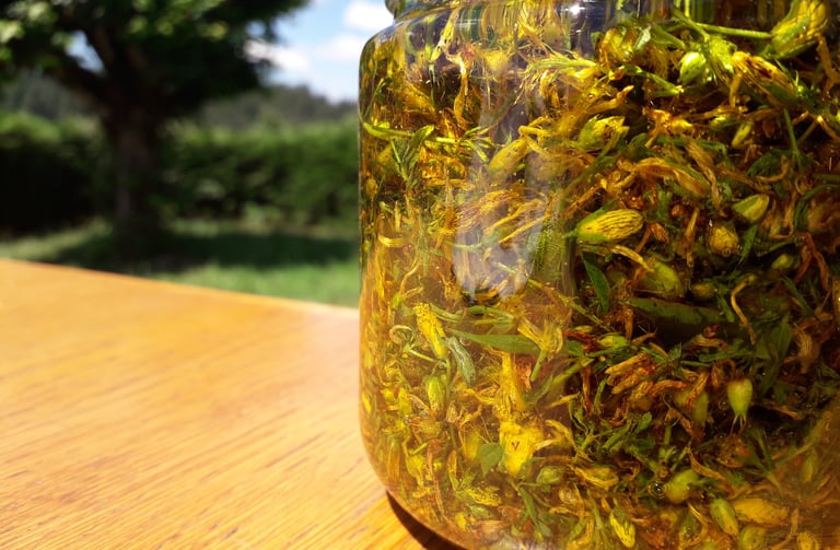 macération de millepertuis  dans un bocal 