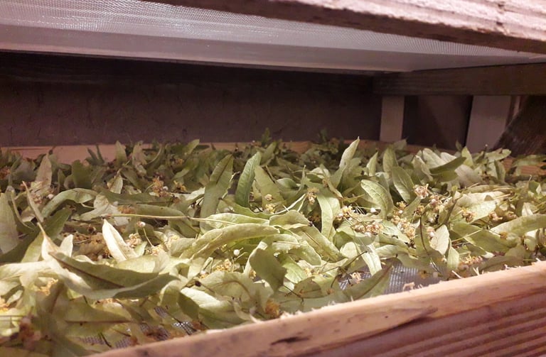 plantes à tisane dans un séchoir à plantes médicinales